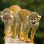 Monkey Jungle