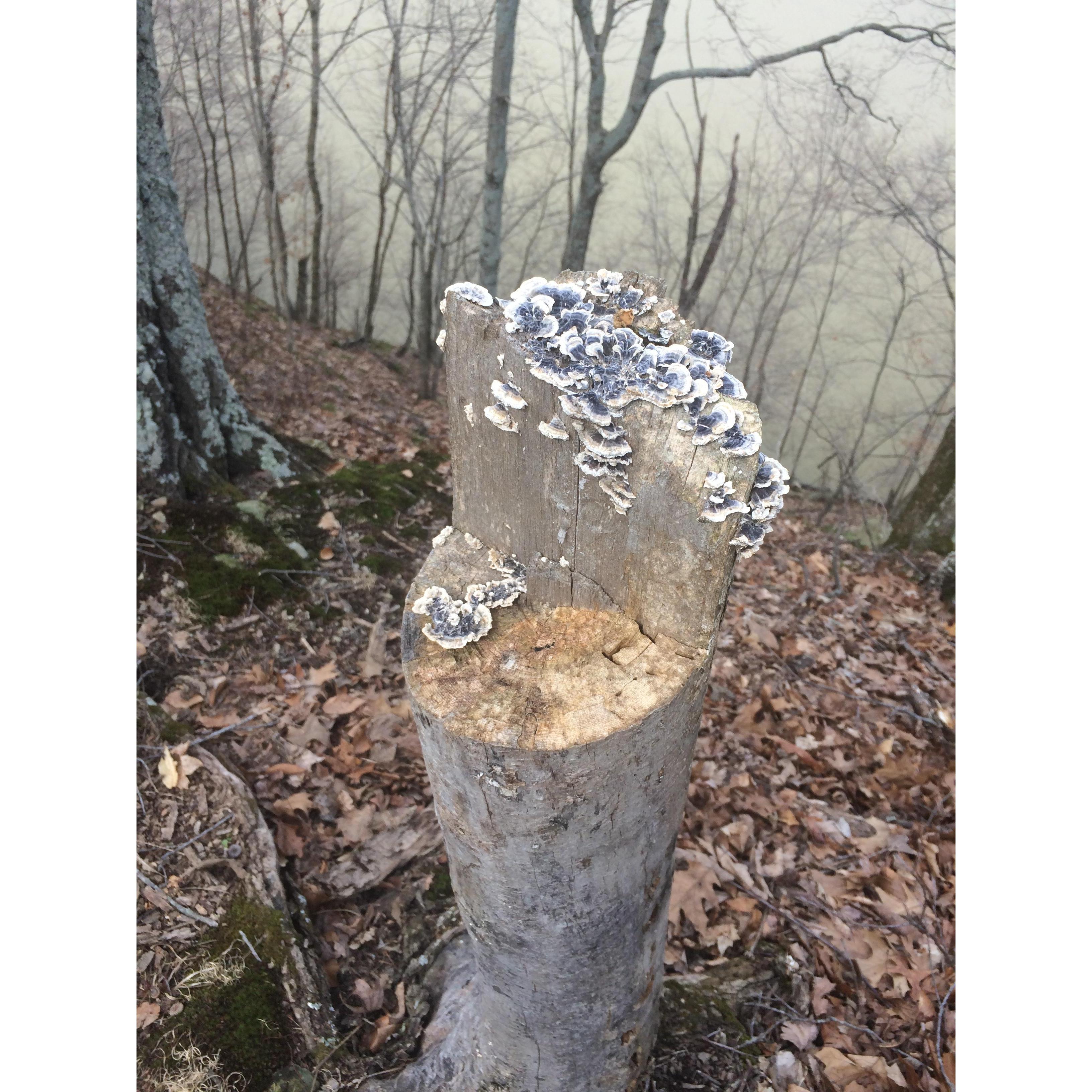 I learned what a turkey tail was! John saw a blue one for the first time!