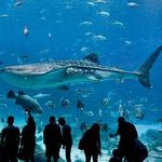 Georgia Aquarium