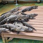 Gatorland
