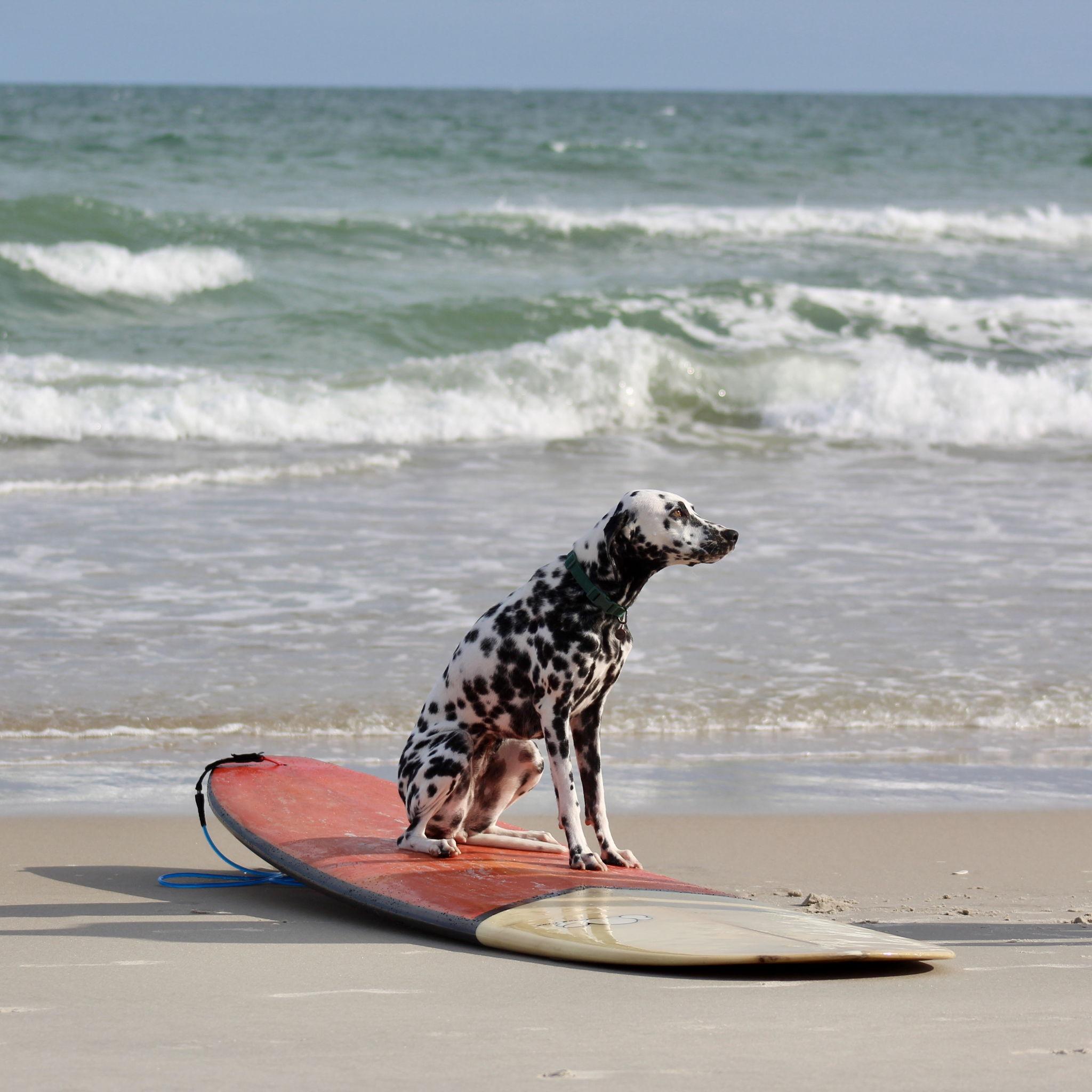 Penny enjoying the surf at one of our favorite places - North Topsail Beach, NC