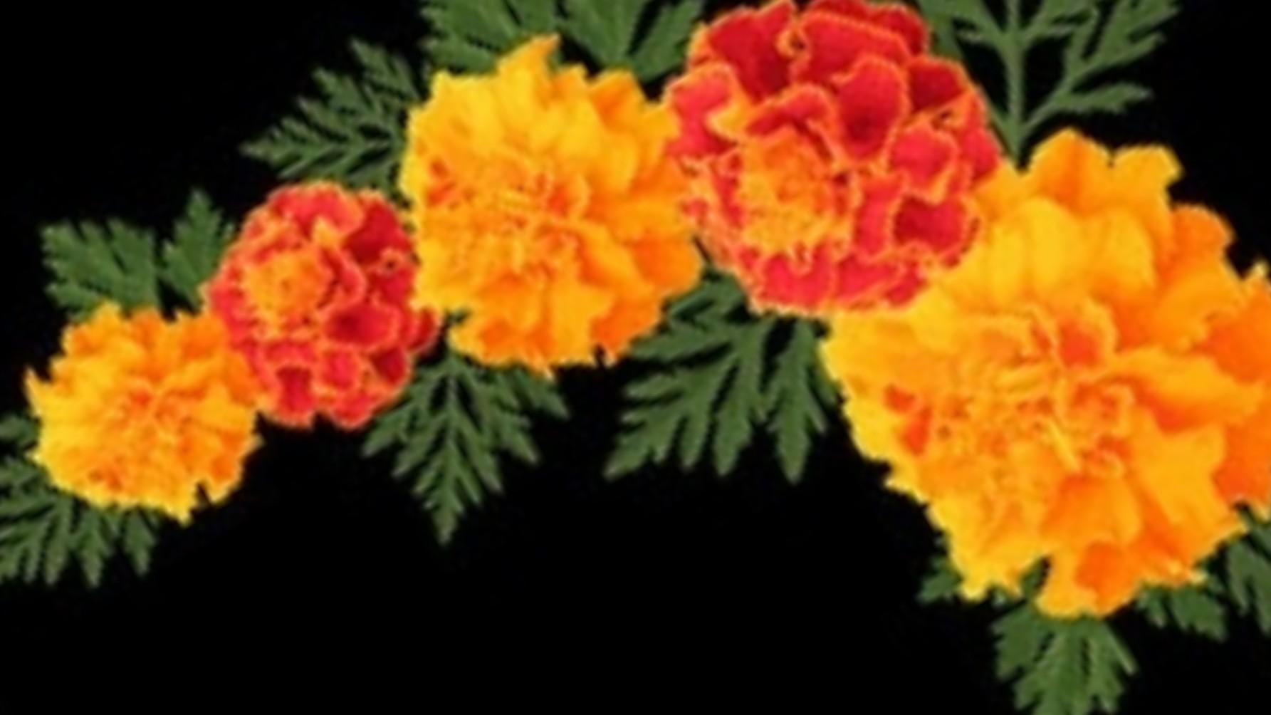 Miss Carven Fitting The Wedding Dress 1962 | © Pleasurephoto Room, image size:1785x1004