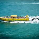 Sea Screamer of Clearwater