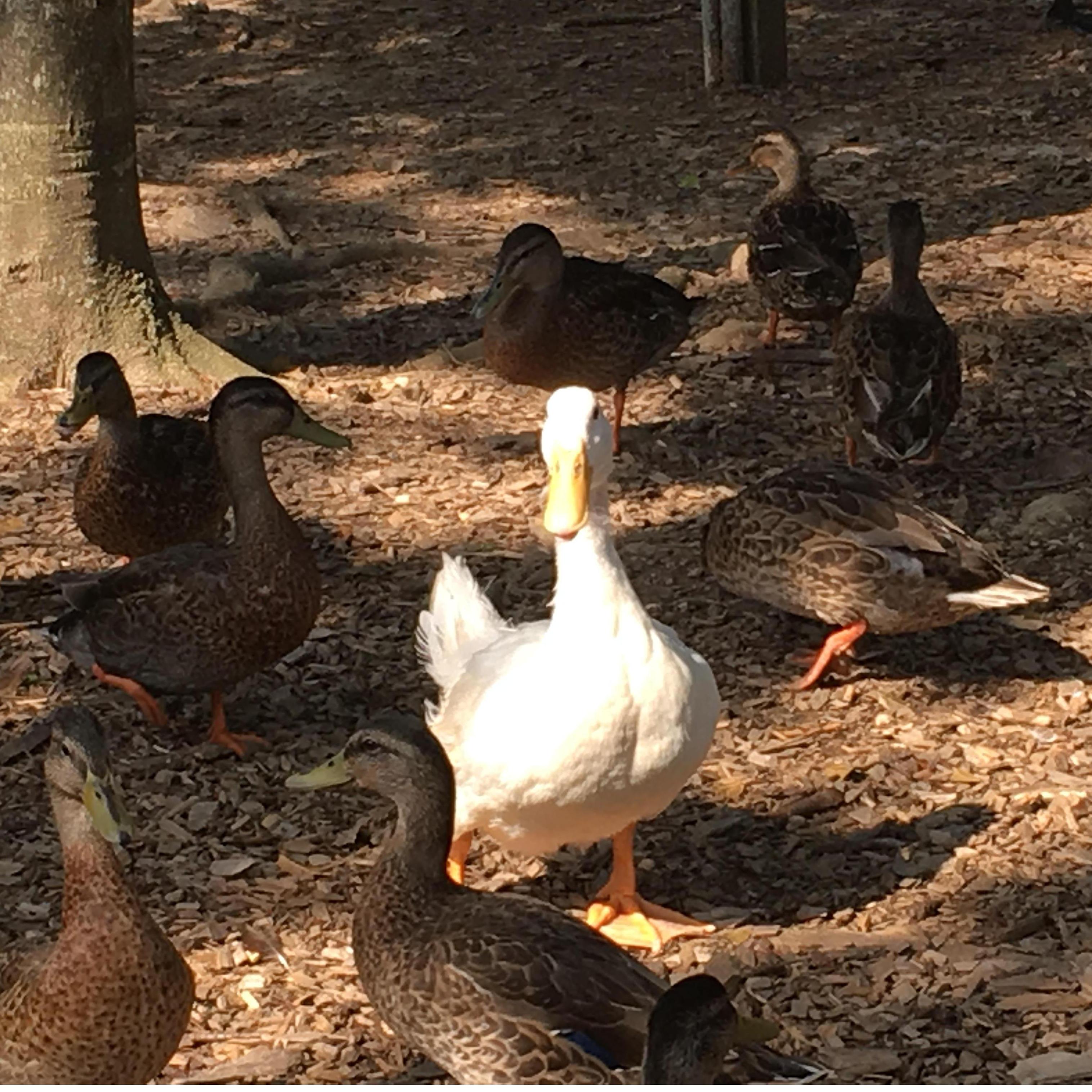 Curtis LOVES ducks so I had to include an awesome pekin duck pic!