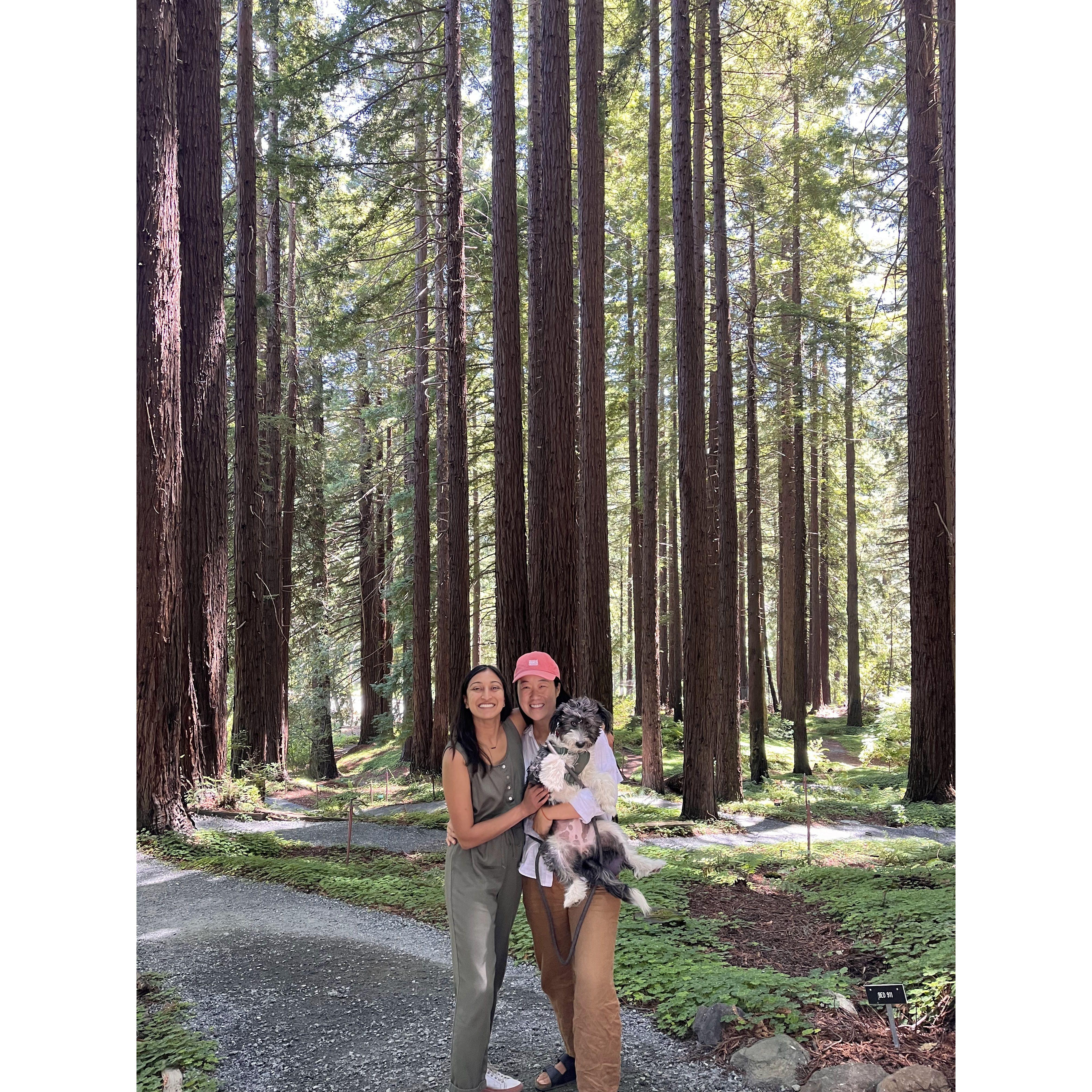 favorite pastime: breathing in the redwoods