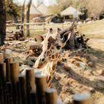 Fort Worth Zoo
