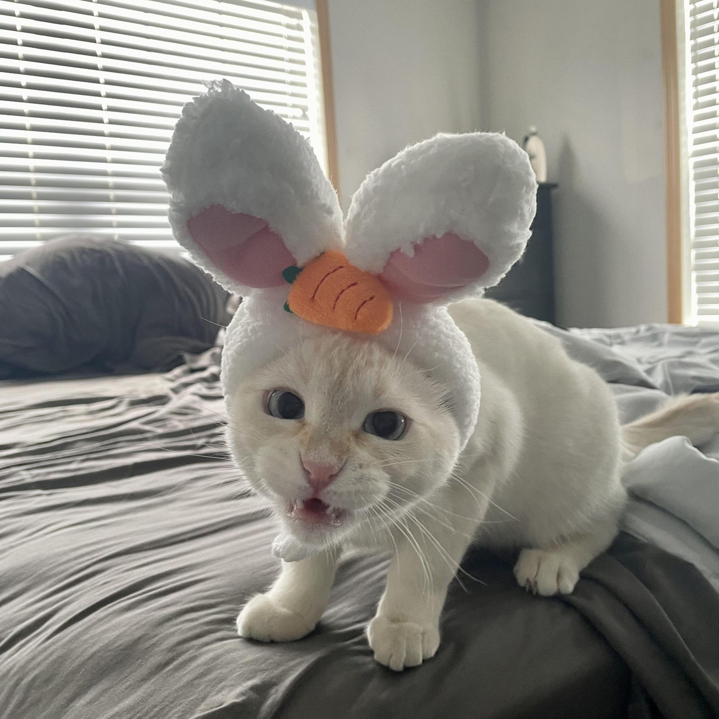 Ferocious Posie