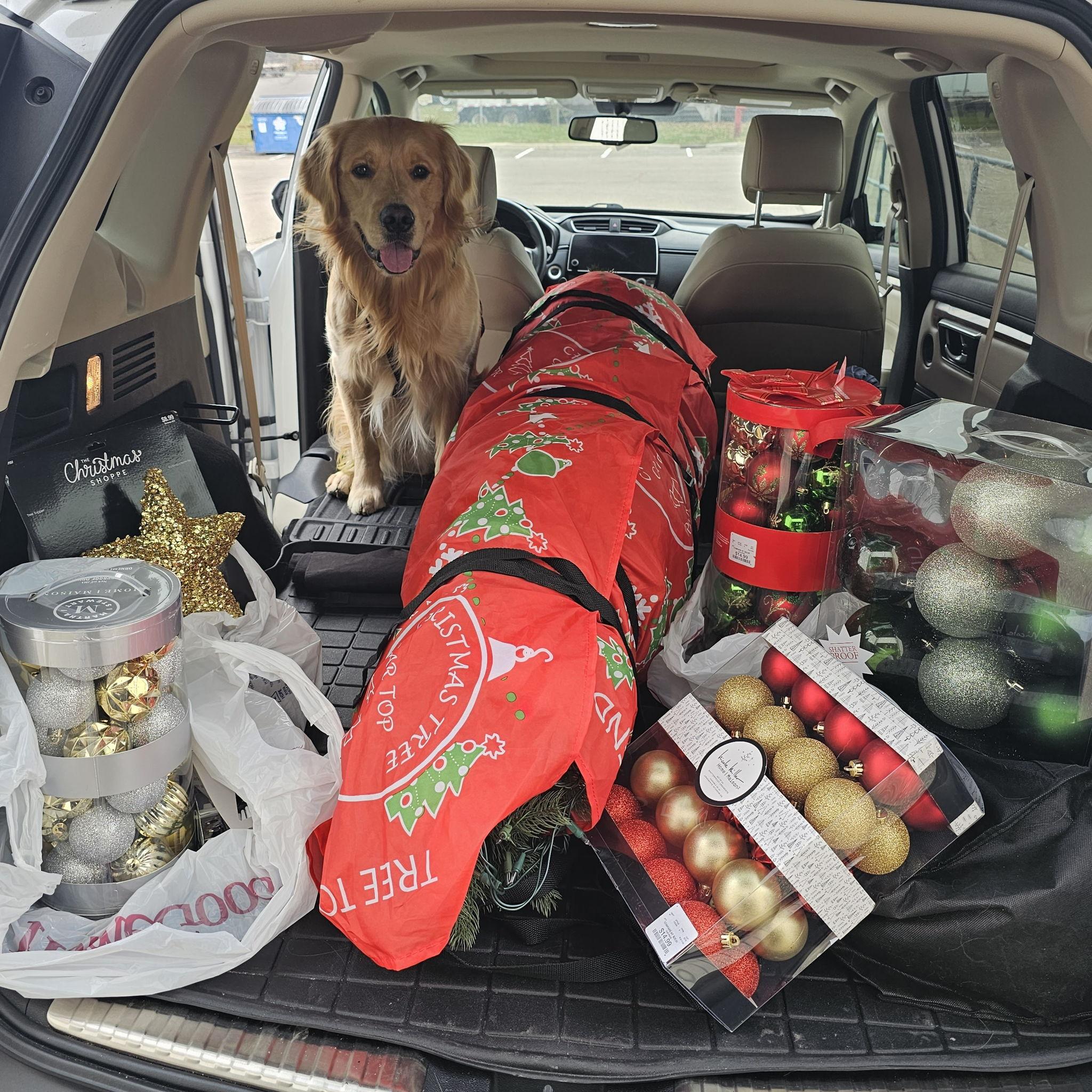 Louie getting ready for Christmas