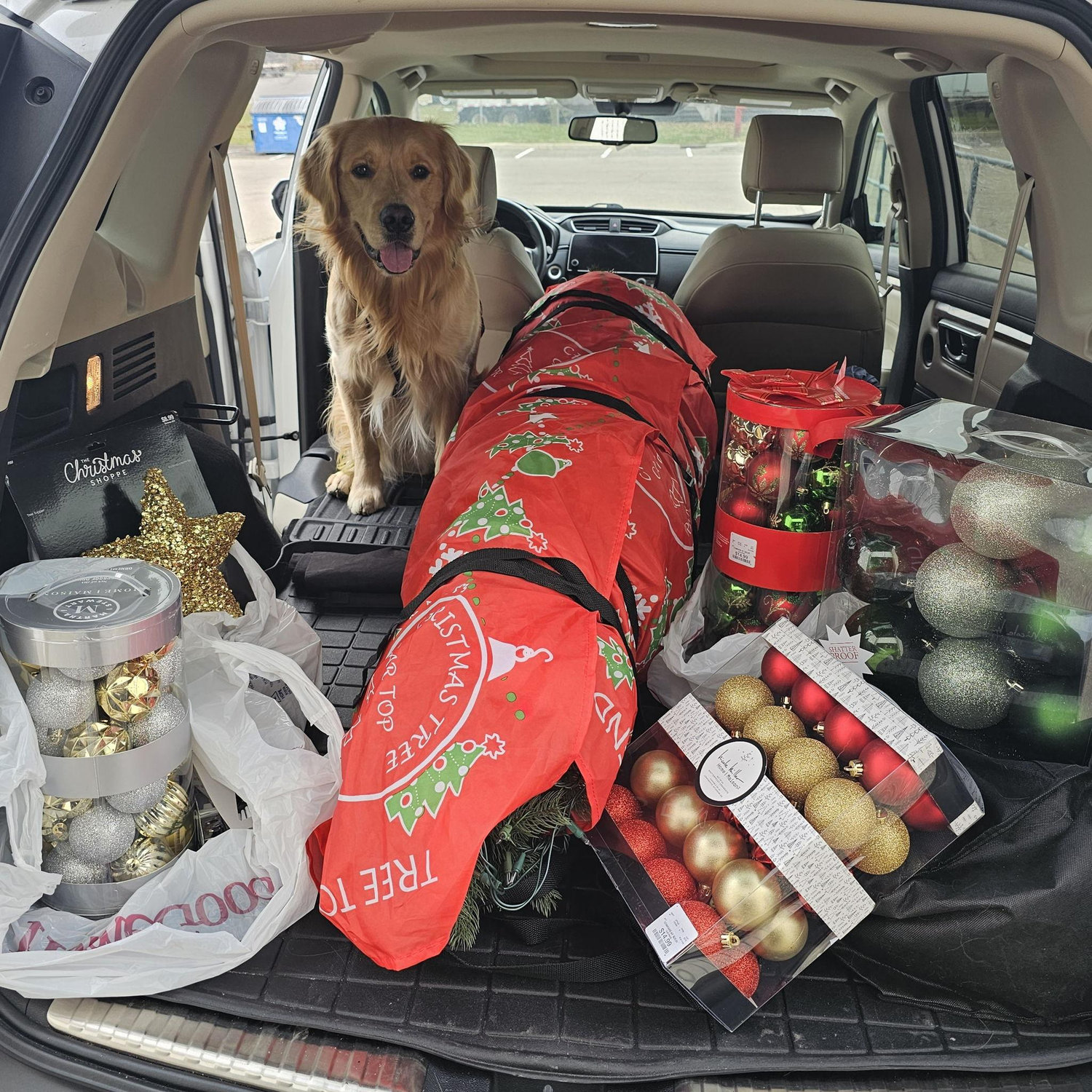 Louie getting ready for Christmas
