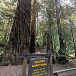 Visit Guerneville & the Redwoods!