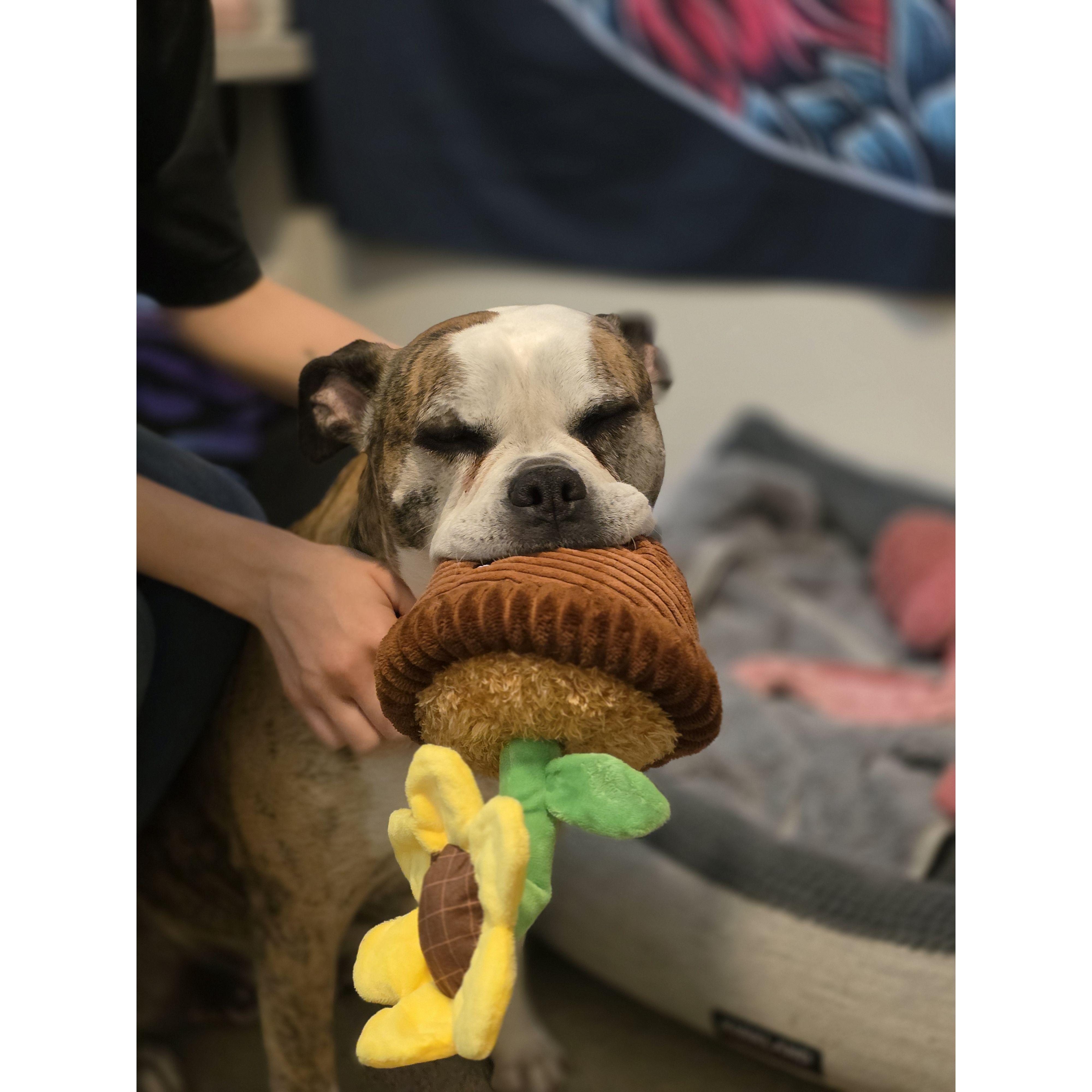 Our happy dog, Zillah. with one of her favorite toys