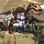 Peabody Museum of Natural History
