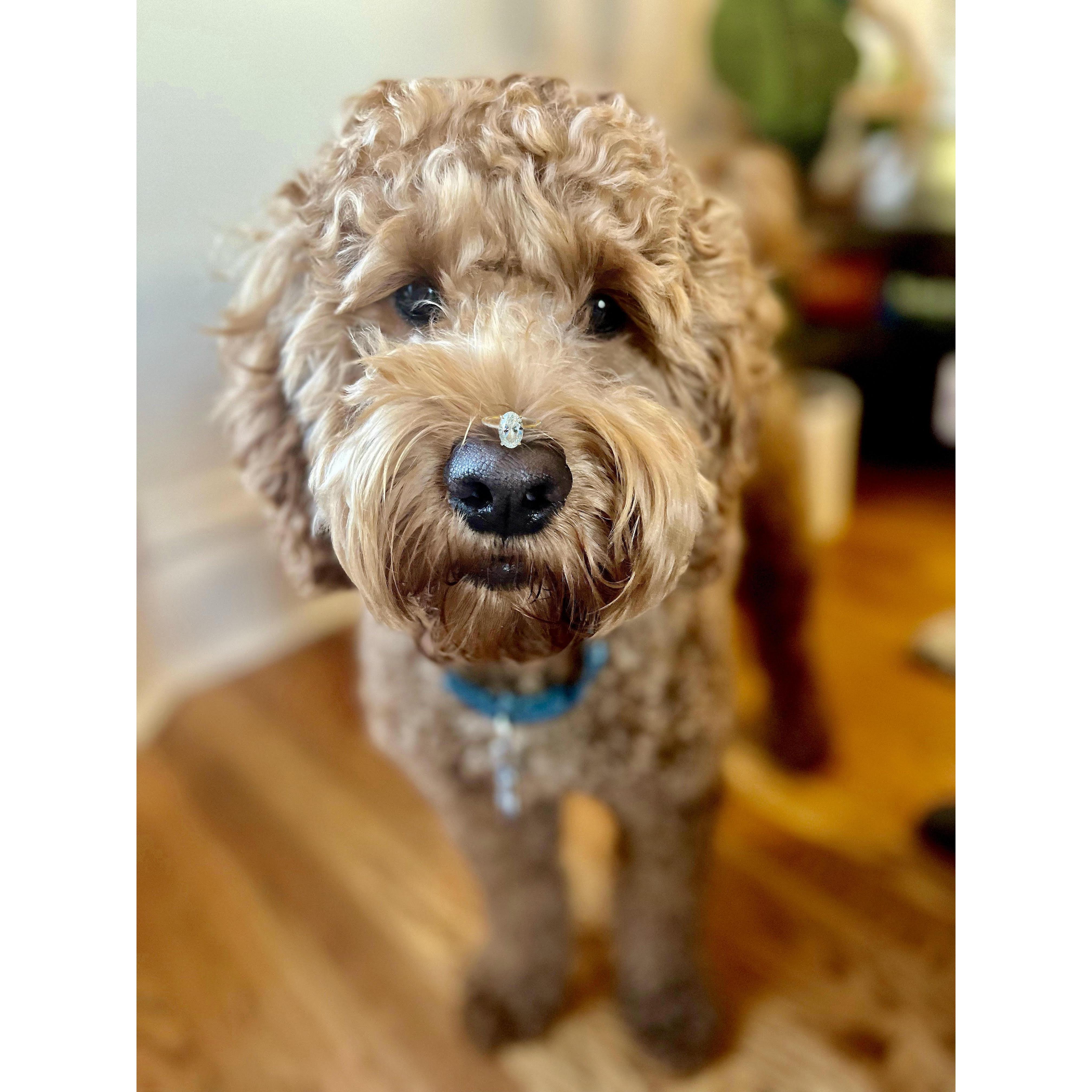 Our pup Huxley showing off mom's engagement ring