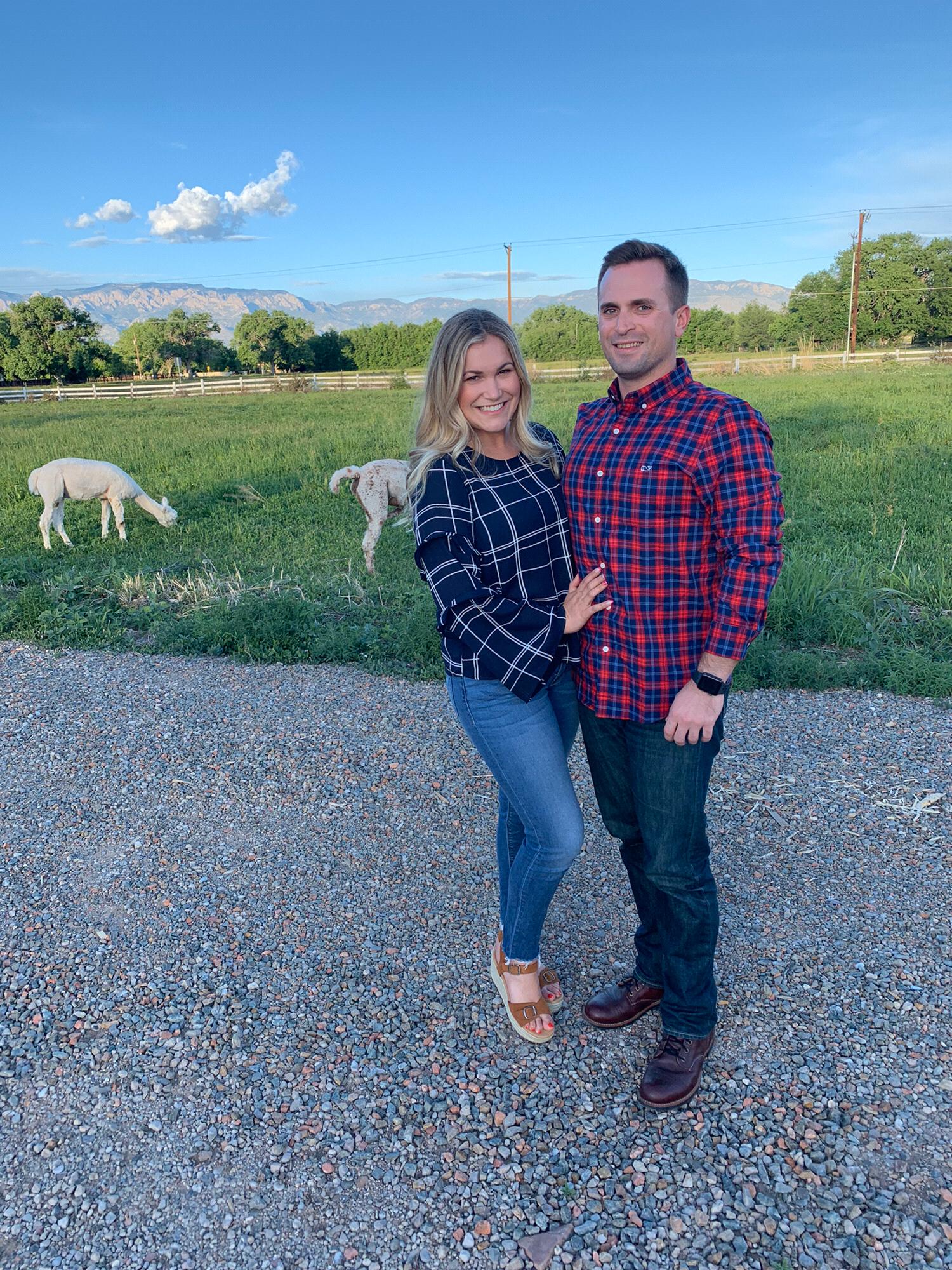 Alpaca friends at our favorite lavender farm