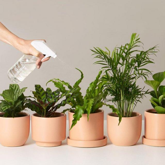 Pet-Friendly Plants