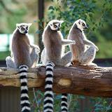 Cheyenne Mountain Zoo