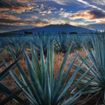 Tequila