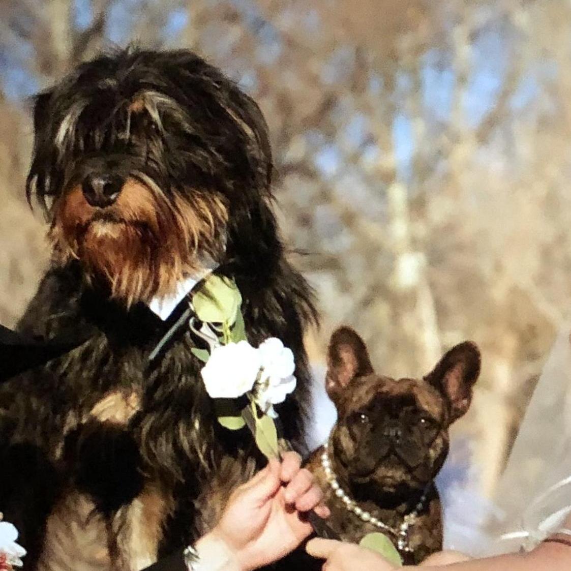 Our adorable fur babies were great in the ceremony - Rhett, the Ring Security 💍💪and Madame Sadie, the Flower Princess 🌸👑