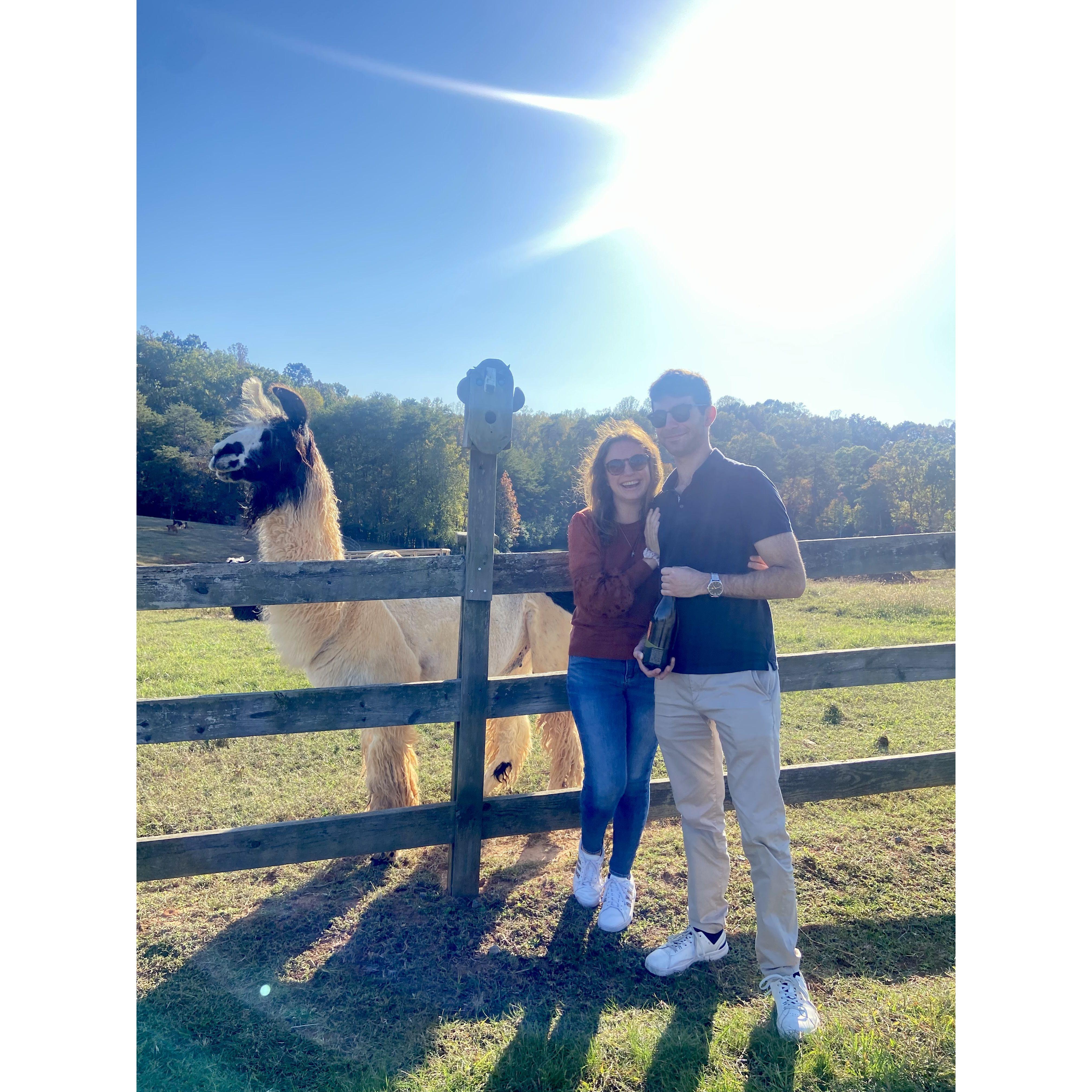 We love the llama vineyard