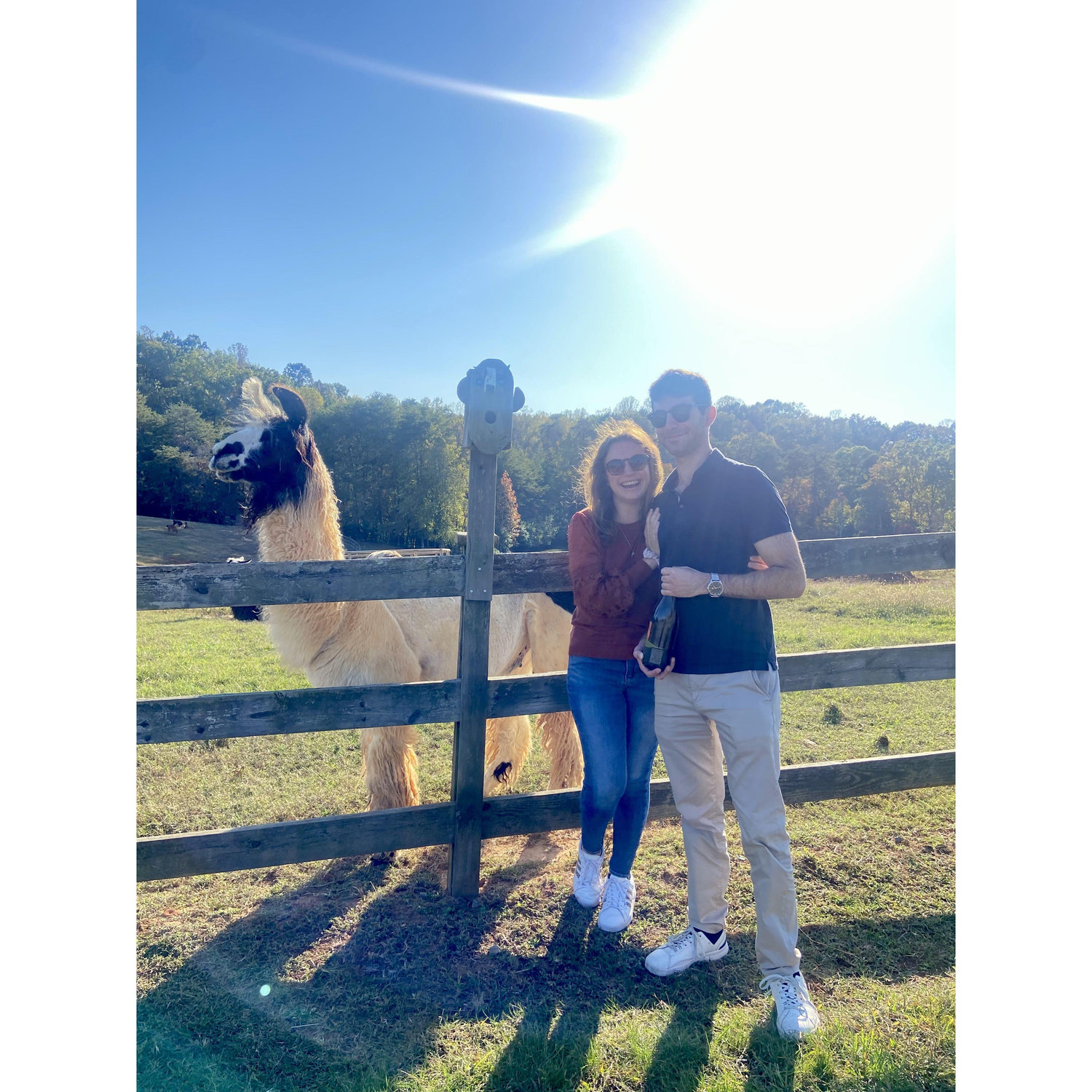 We love the llama vineyard