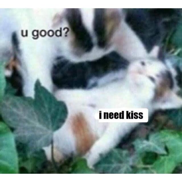 A meme to represent our relationship.
Parker: left
Liz: right