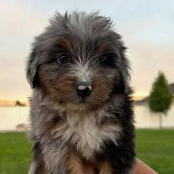 Our New Puppy