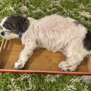 Mattress + Bedding