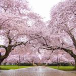 The Quad - University of Washington
