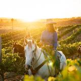 Temecula Valley Horseback Riding