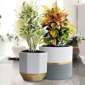 White Ceramic Flower Pot Garden Planters 6.5" Pack 2 Indoor, Plant Containers with Gold and Grey Detailing