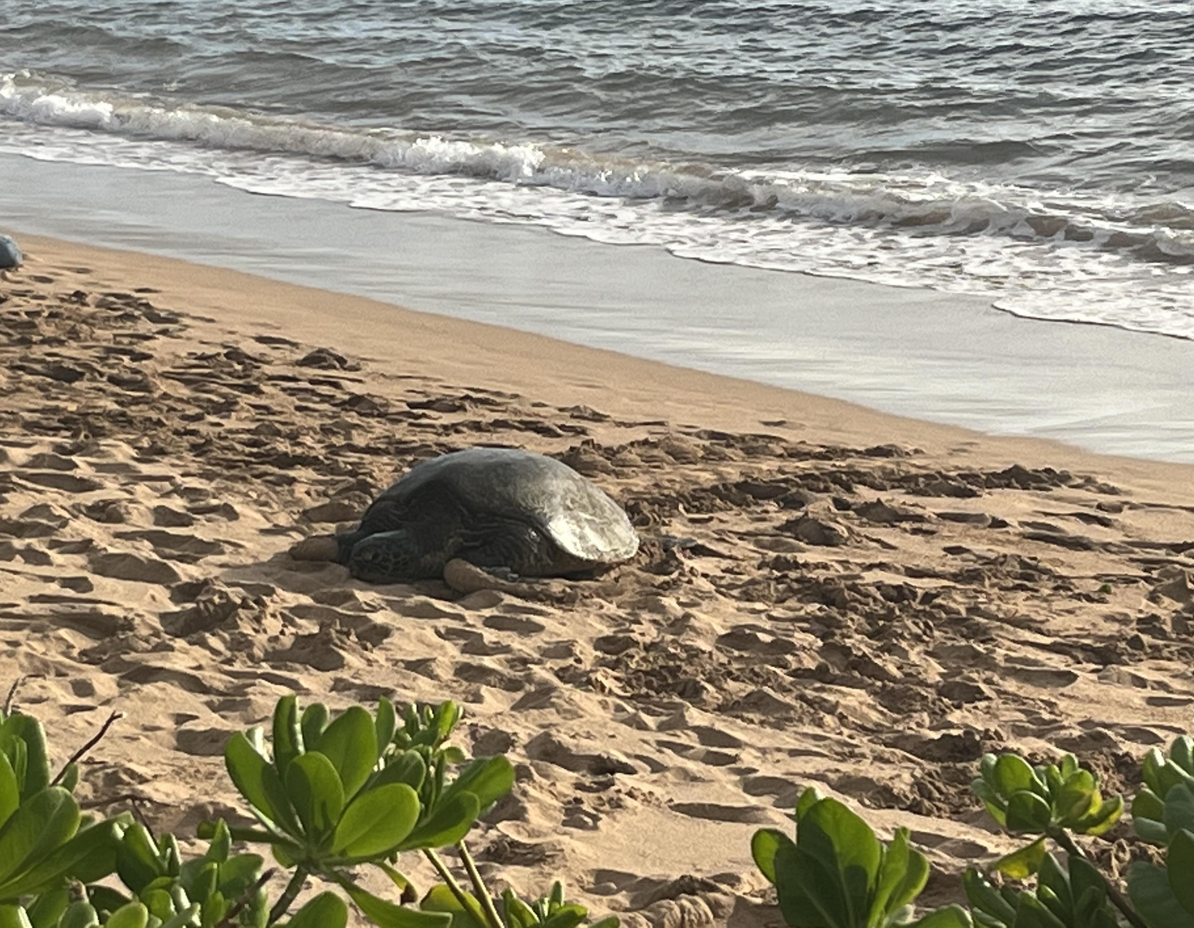 The Wedding Website of Stephanie Dowds and Shane Herzig