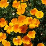 Clovis Botanical Garden