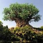 Disney's Animal Kingdom