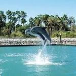 Dolphin Discovery Los Cabos