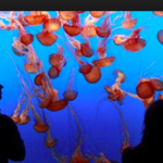 Monterey Bay Aquarium
