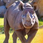 The Living Desert Zoo and Gardens