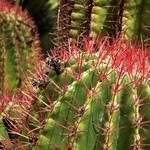 UC Riverside Botanic Gardens