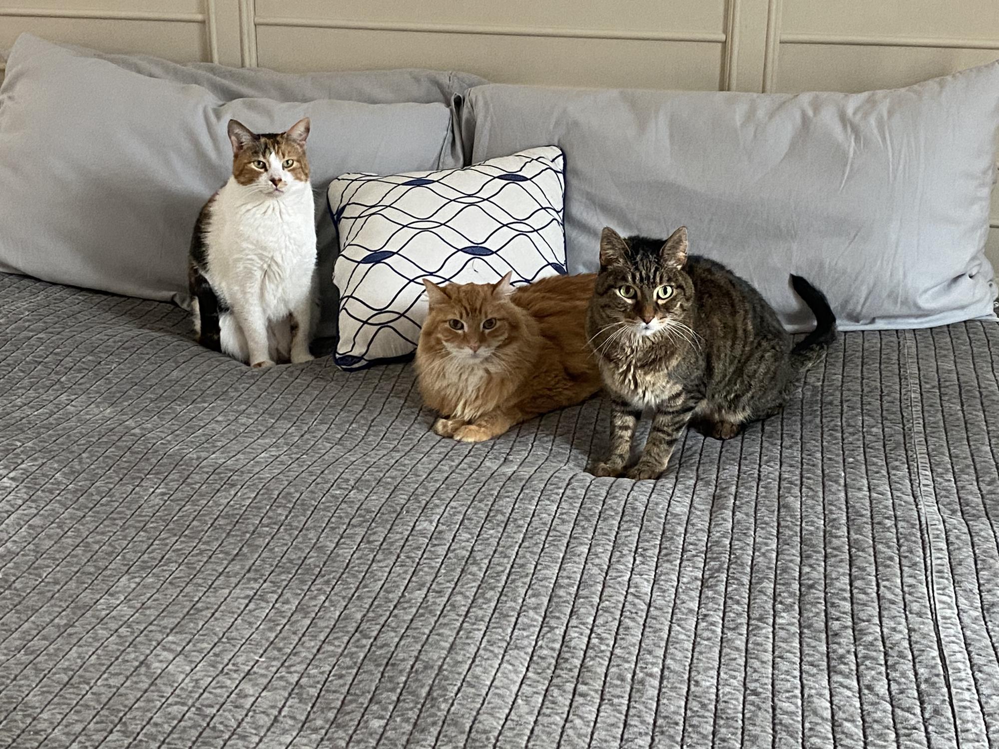 Our Fur Family