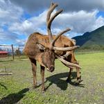 Alaska Wildlife Conservation Center