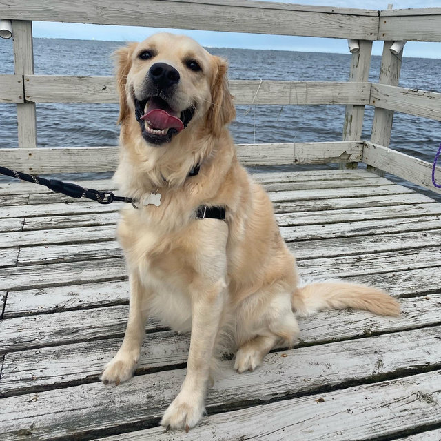 Our Golden Retriever Fund