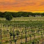 Hill Country Wine Tours