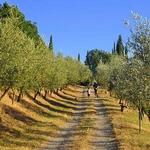 Take a hike through the vineyards!