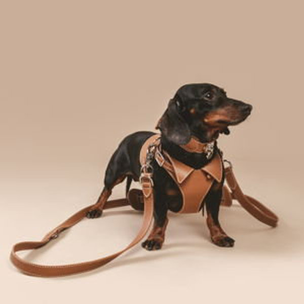 The Colombo Harness