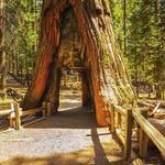 Tuolumne Grove