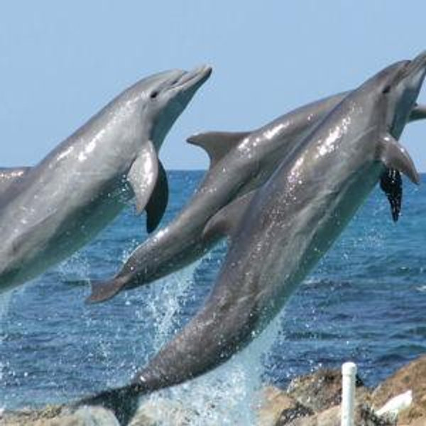 Dolphin Encounter and Blue Lagoon Island