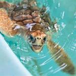 Georgia Sea Turtle Center