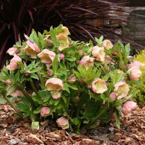 Hellebores