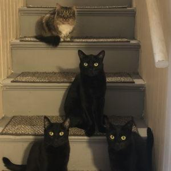 Petsitter For Honeymoon