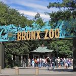 Bronx Zoo