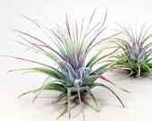 Tillandsia Ionantha Air Plant | Hello...